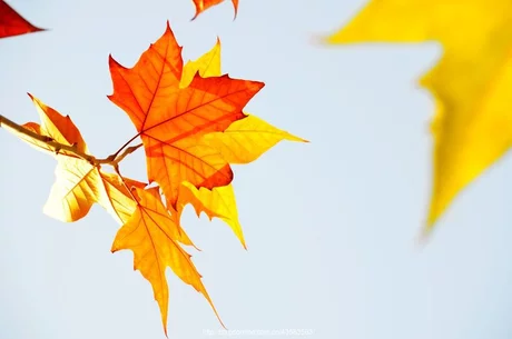 秋，这个季节（7）‖巴彦诗协【1018】（图2）