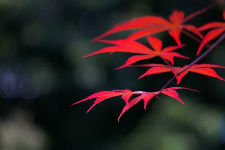 丁淑云:九月份诗歌集锦‖巴彦诗协【1019】(图3)