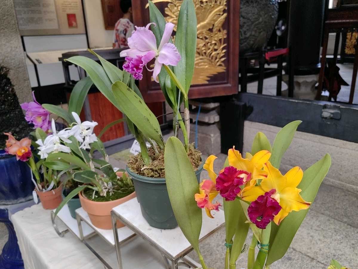 国庆游 . 七律 兰蕙中秋/江冲（图18）