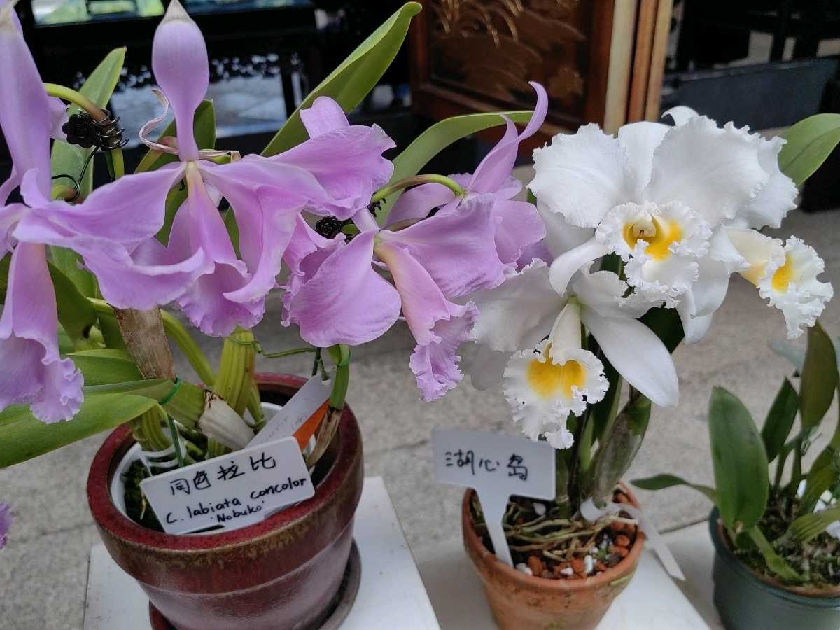 国庆游 . 七律 兰蕙中秋/江冲（图20）