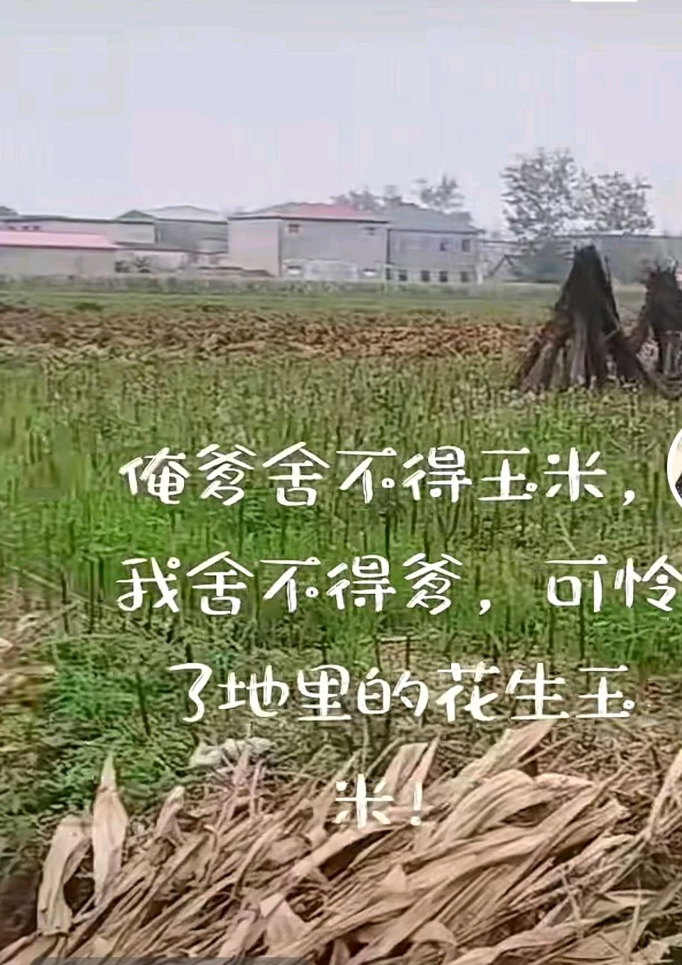 中秋佳节雨，淋伤文人心。（图14）