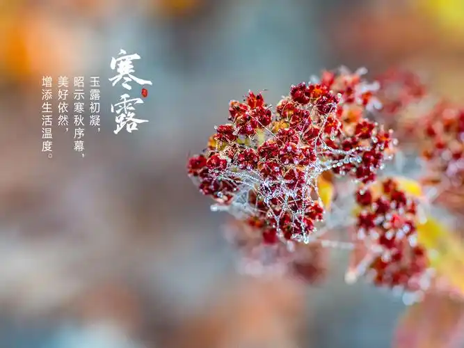寒露【外一首】 作者:田兴才（图2）
