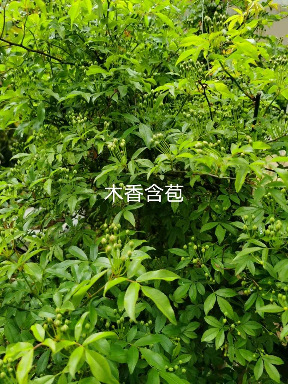 秋水花间词三首～词◑浴乎沂（图8）