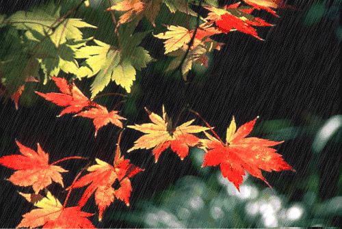 《秋雨》文/海湾（图4）