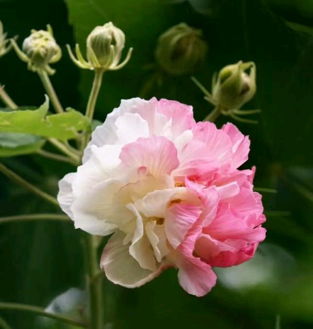 《七绝 • 木芙蓉花》文/梁正明（重庆）（图3）