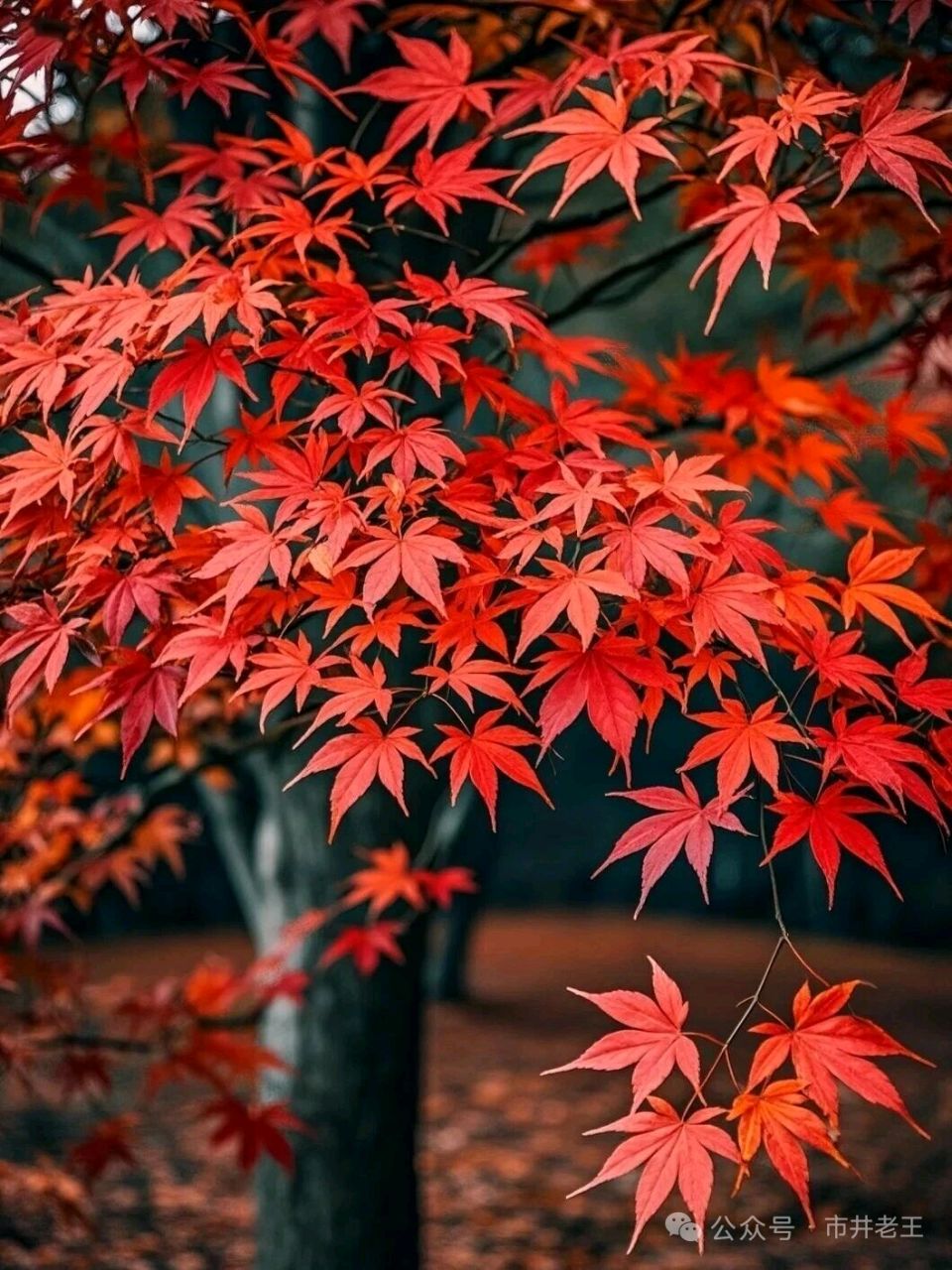 聆听 ‖ 弘华朗诵《枫树林里的红星》作者/吴万瑞（图5）