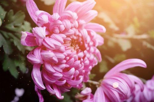 《卜算子·初晴赏菊》王青霞（图2）