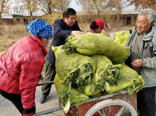 秋 菜 情 作者：姚树学（图2）