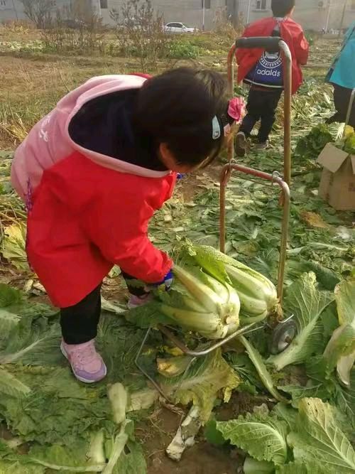 秋 菜 情 作者：姚树学（图15）