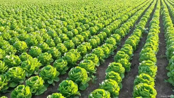 秋 菜 情 作者：姚树学（图21）