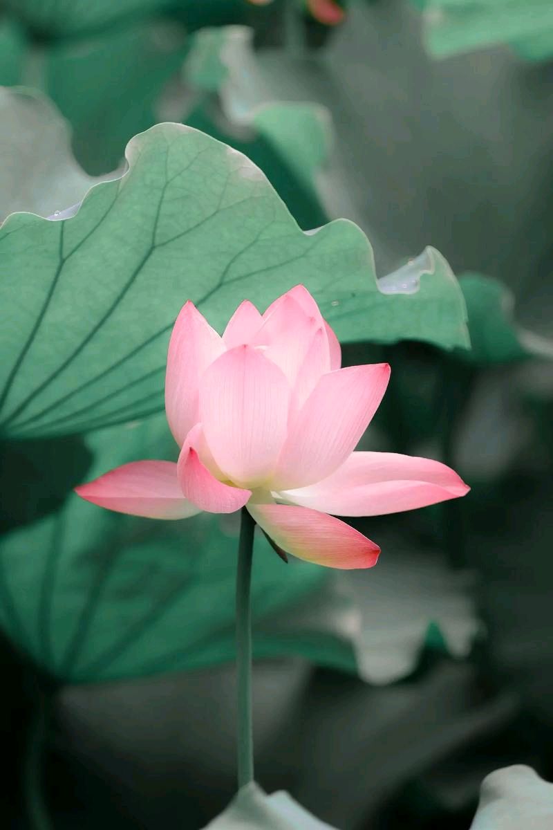 聆听 ‖ 弘华朗诵《组诗*咏花》作者/吴万瑞（图7）