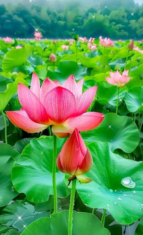 【荣耀中国】请欣赏龙鄂庄诗词专辑（图6）