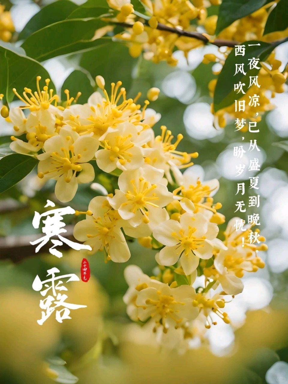《七律 • 寒露忆友》作者/吴云钦
