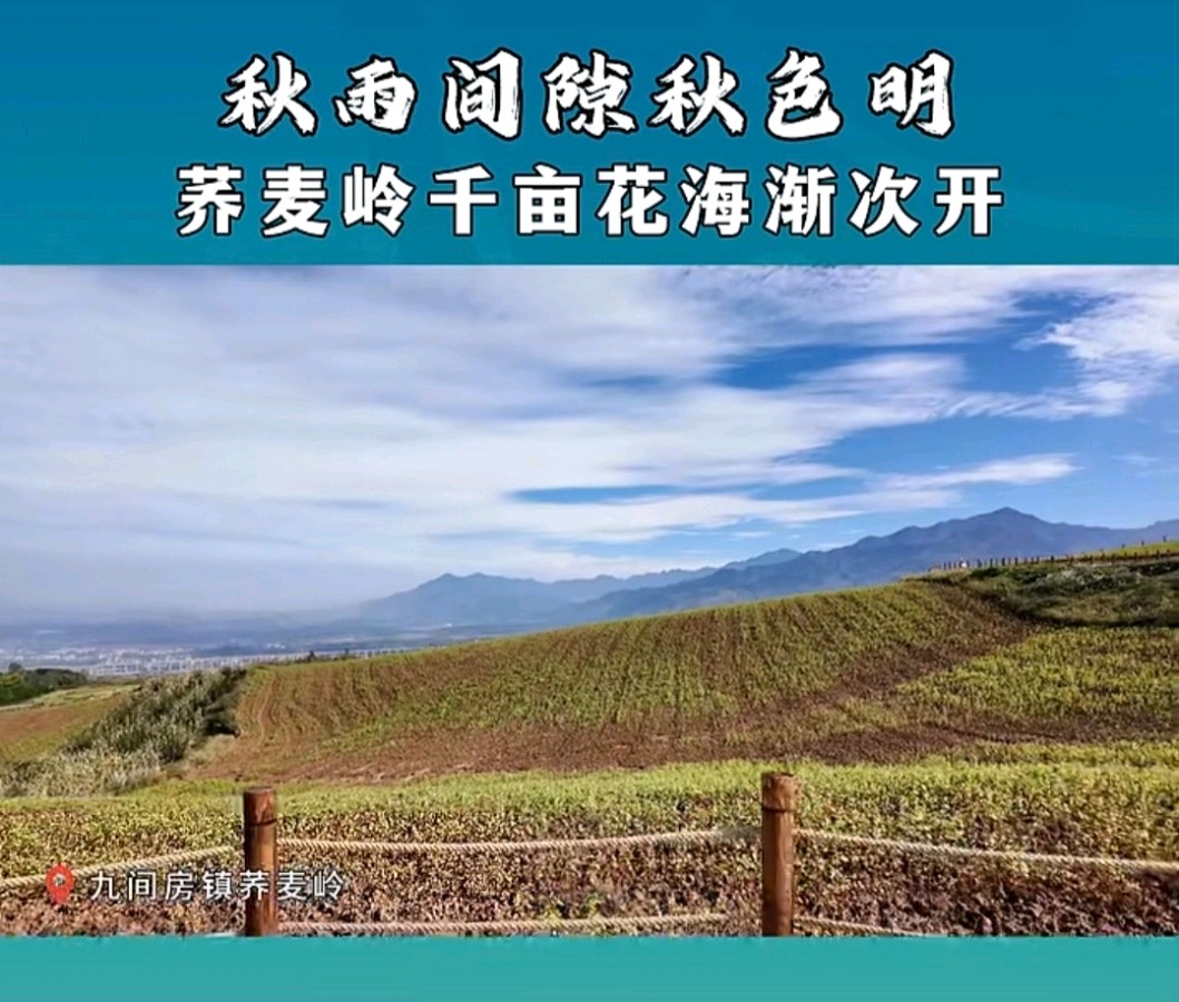 赵旭东（長民）//《荞麦岭秋事：与一场迟到的花海相约》（图16）
