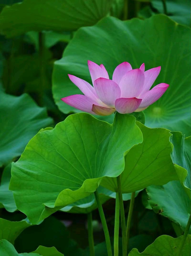 水调歌头·游泳（文/刘利佳）/七绝·怼嘲（文/冯清明）……莲叶之珠文学社（图6）