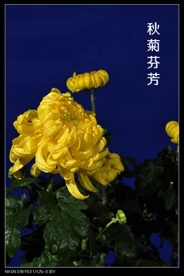 严宗碧老师咏菊精彩诗词与君共赏（图5）