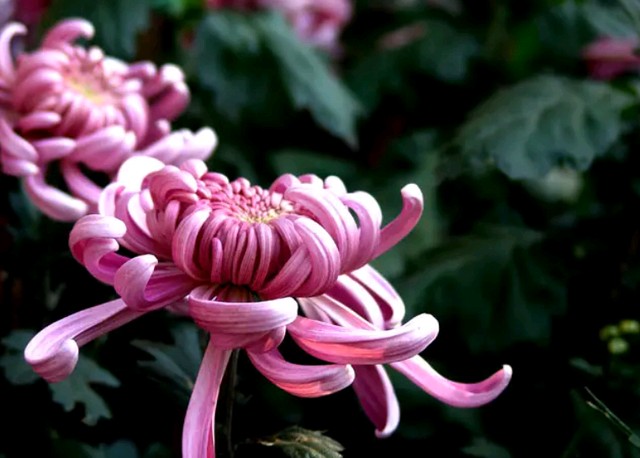 严宗碧老师咏菊精彩诗词与君共赏（图4）