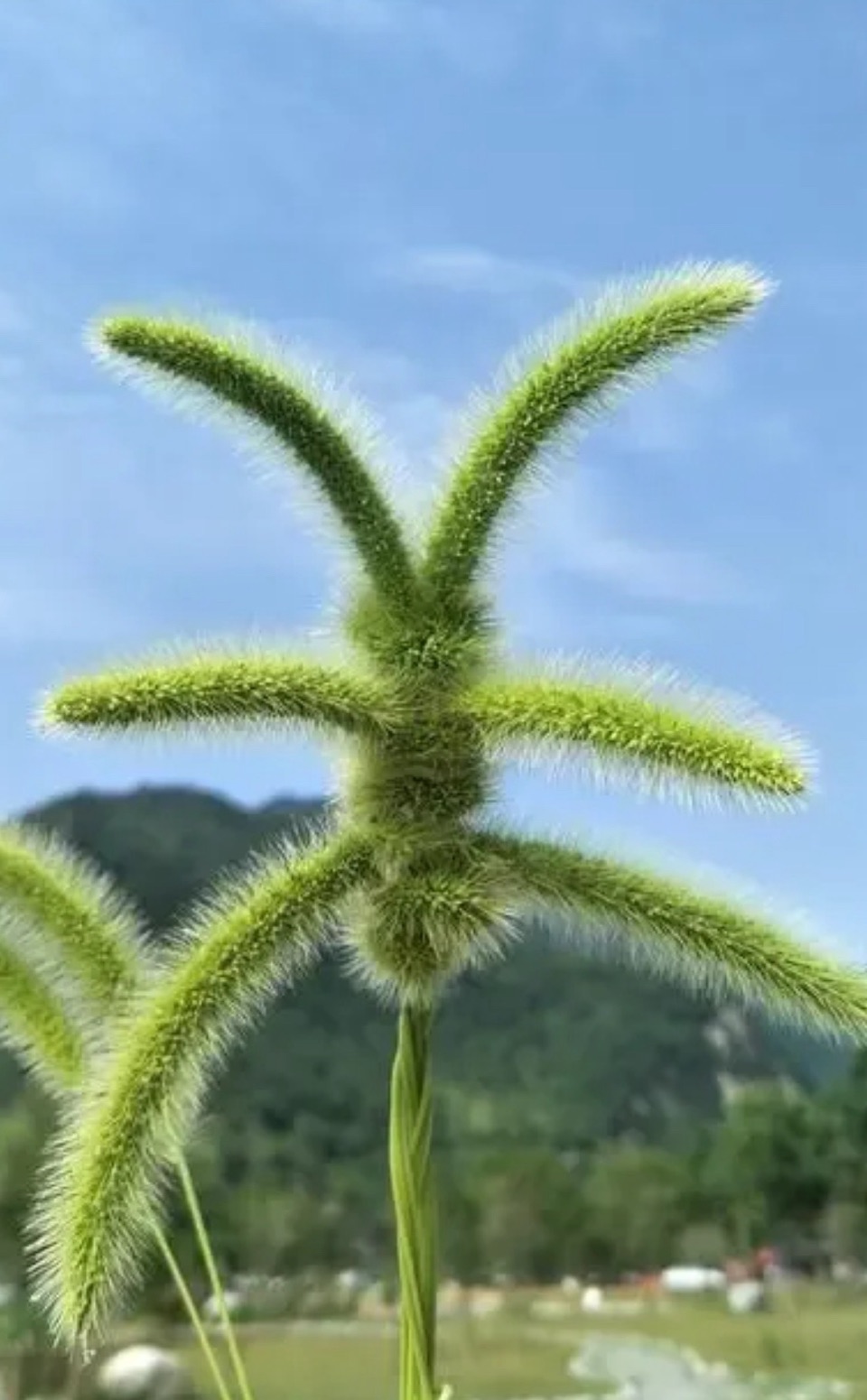 【卓然艺术联盟】思念的种子｜作者：奇峰 朗诵：安湛（总2908期））（图3）