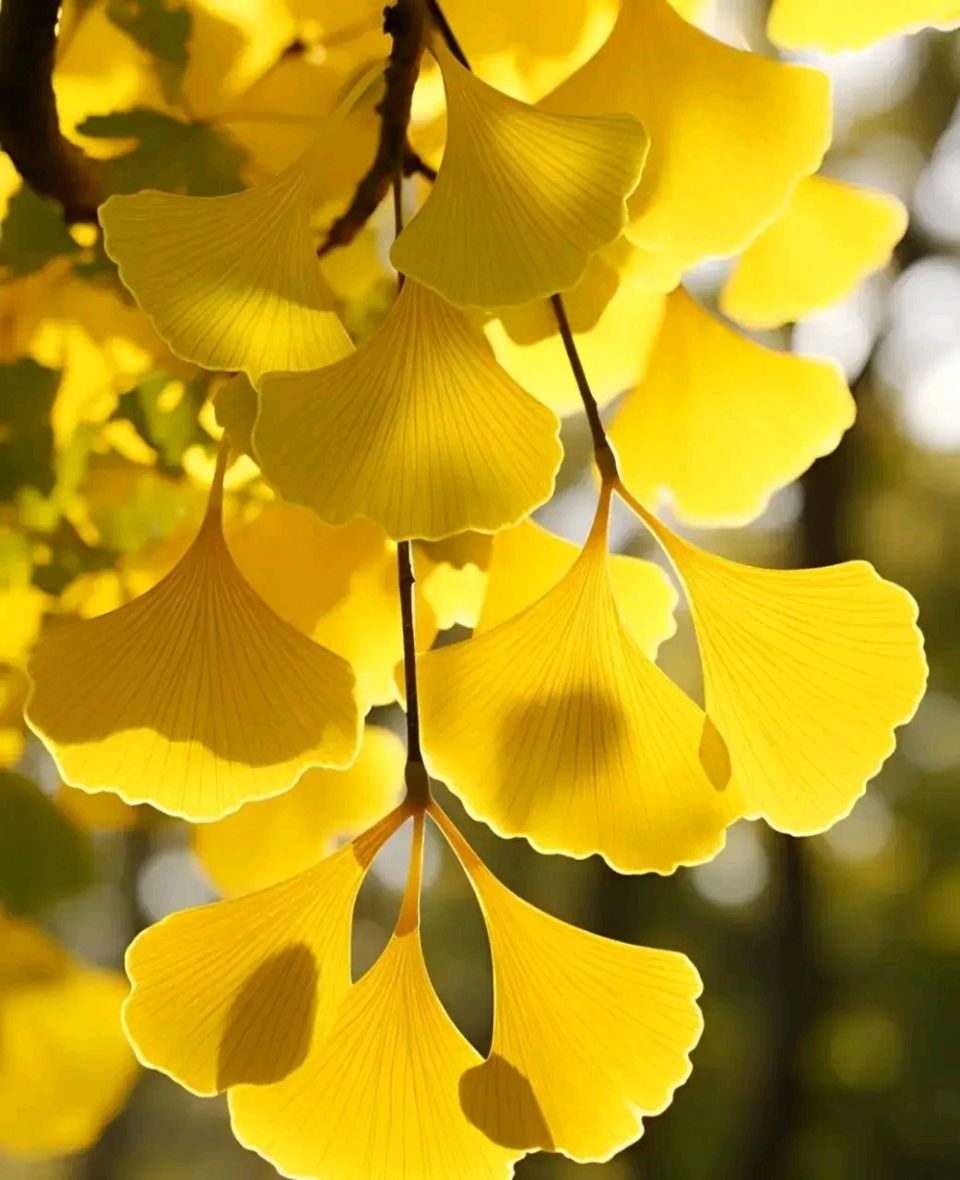 【中国诗人】（名家风采）浪漫的银杏叶（外一首）//作者:姑射（图7）