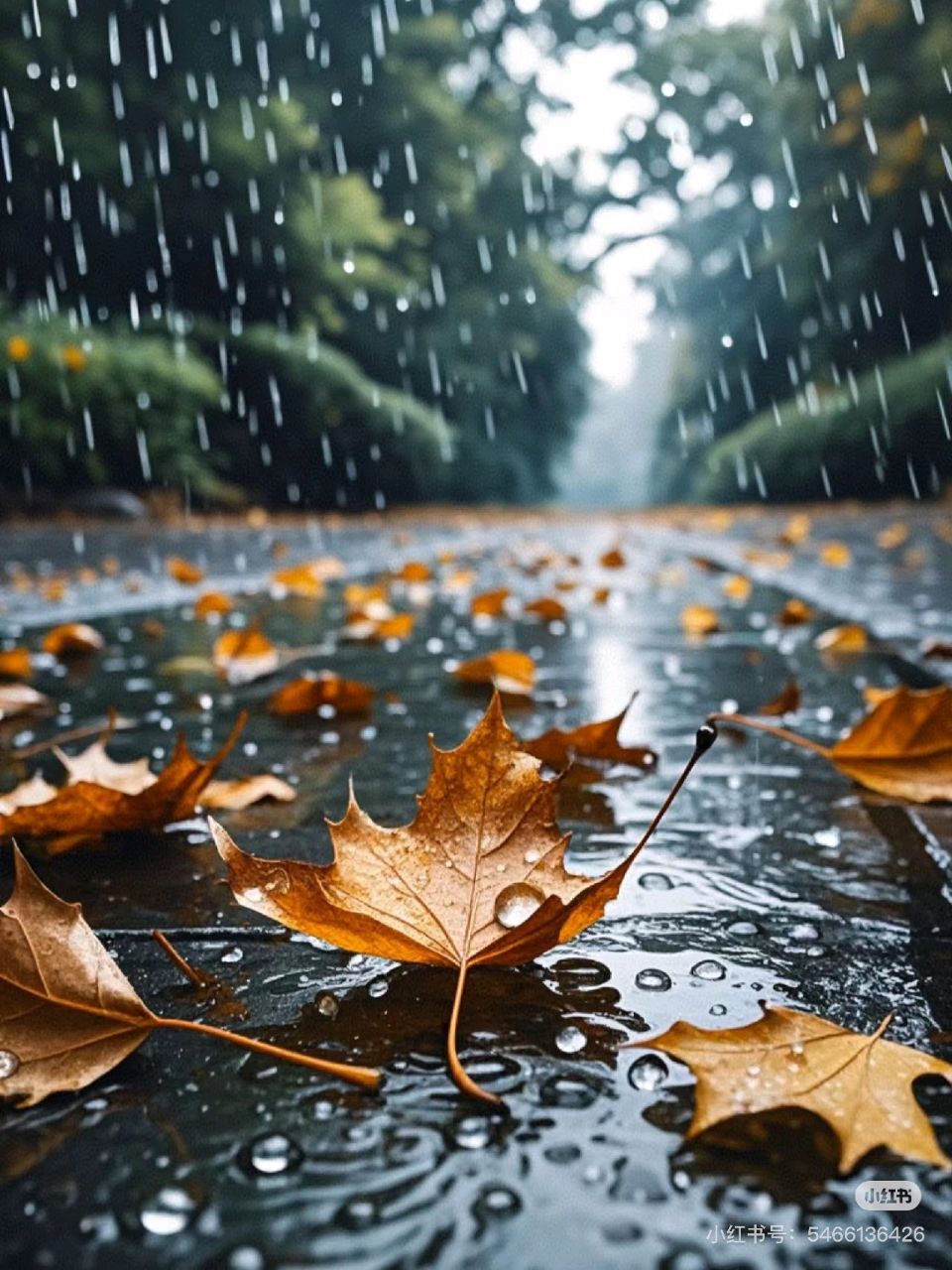 【新山东文学社】《秋雨连绵》作者/梅宇峰 主播/苏宁（图6）