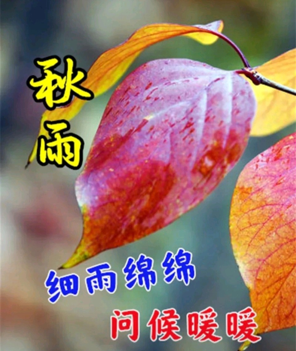 西安作家王博//秋雨织就的乡愁与温情（图3）