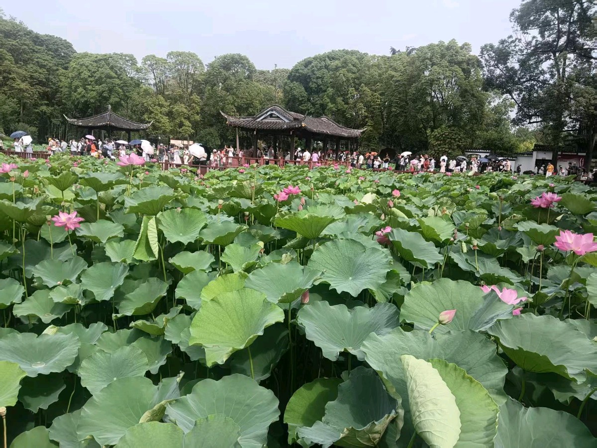 敬请欣赏||何诗江老师诗词专辑第十一集，望丛陵园新韵系列(外一首)（图3）