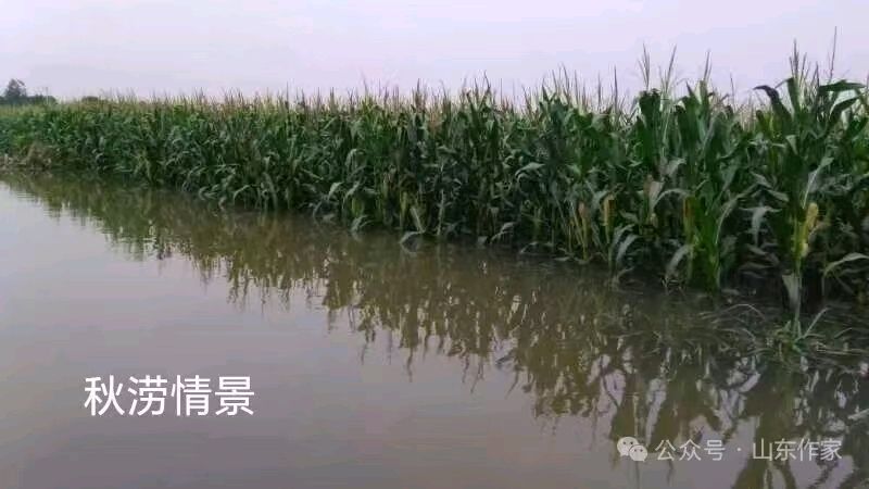 【荣耀中国】七律·乙巳秋涝悯农三章文/李思義（山东临沂）（图3）