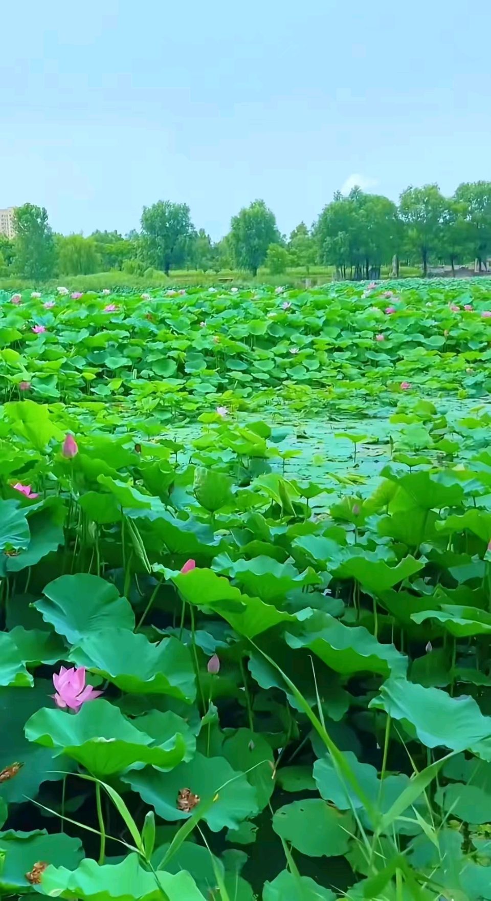 回文诗四首～诗◑浴乎沂（图8）