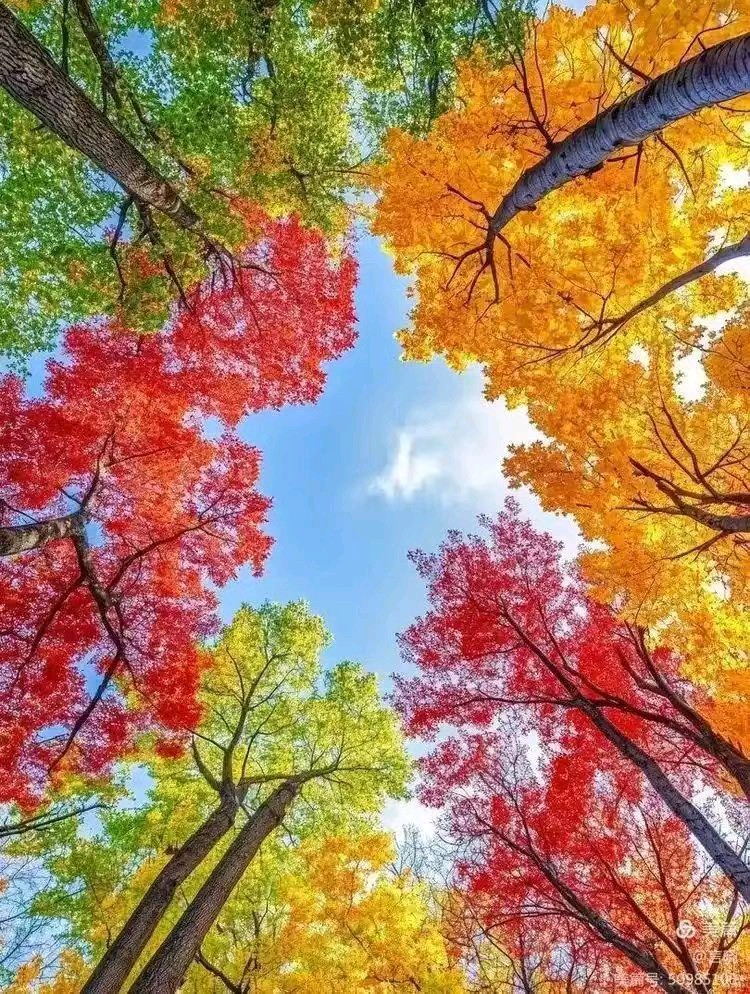 【荣耀中国】五绝 处世文/南山翁（图8）