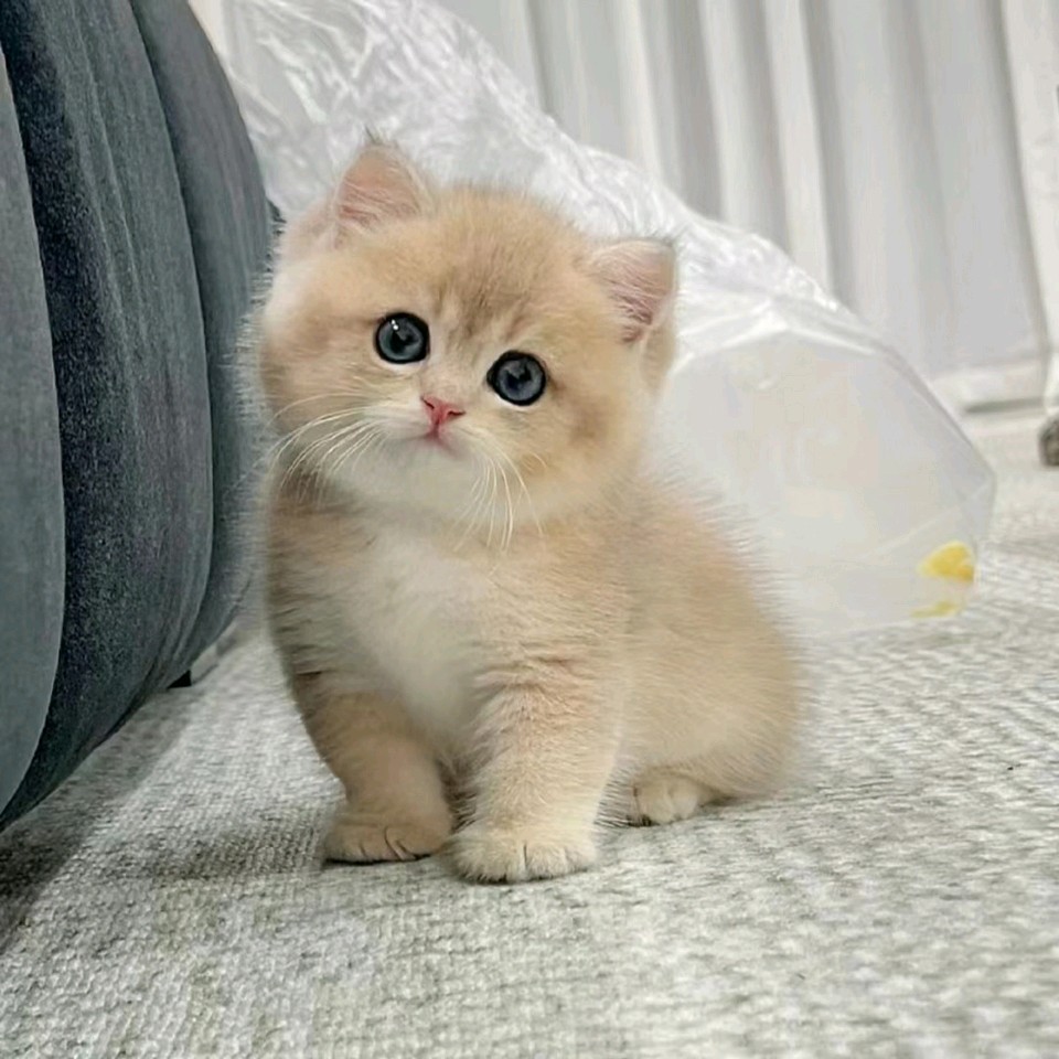【名家风采】我家小猫//云朵（图5）