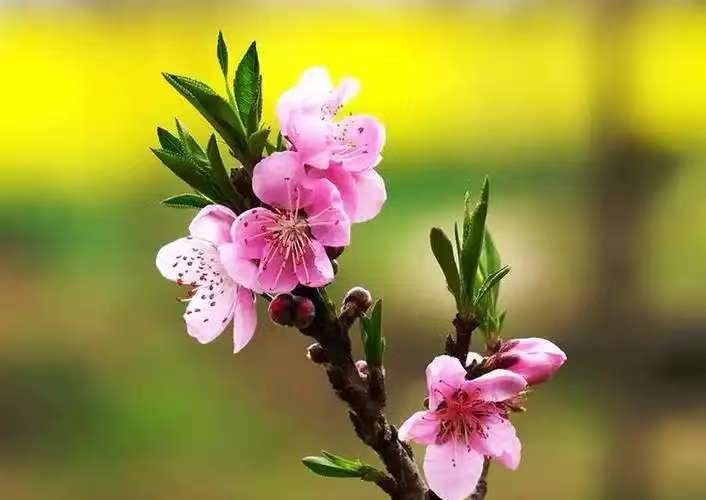 那年（新韵）文/侯洁——山东诗人（图2）