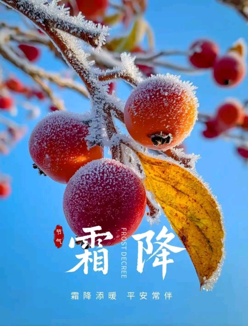 【荣耀中国】霜降诗词文/严宗碧（图5）