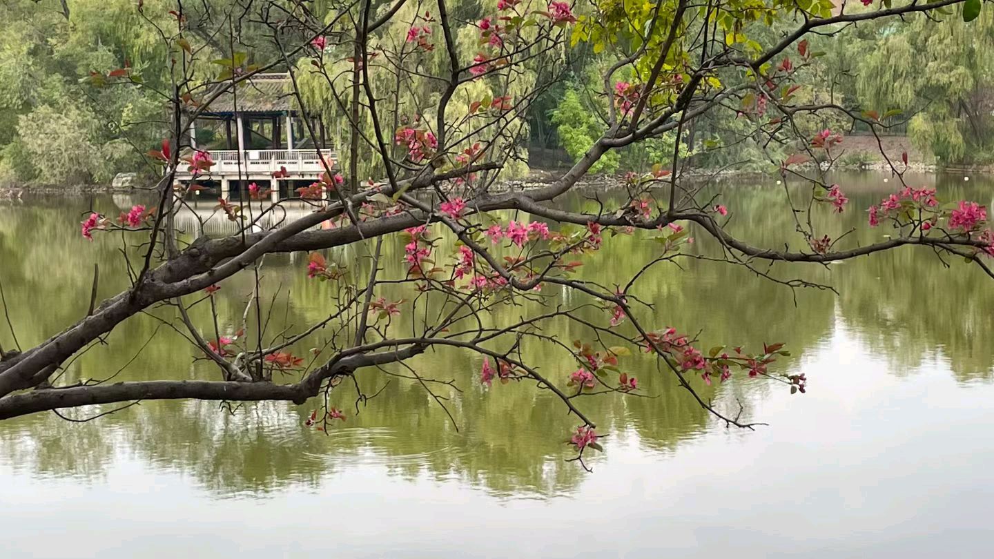 聆听 ‖ 弘华朗诵《秋去冬来心悠悠》作者/吴万瑞（图13）
