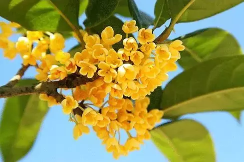 【荣耀中国】七绝·桂花芳香文/钟向严（图3）