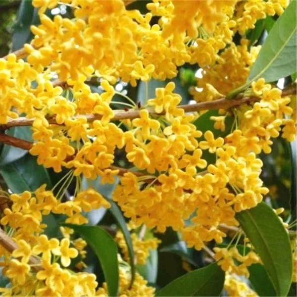 【荣耀中国】七绝·桂花芳香文/钟向严（图5）