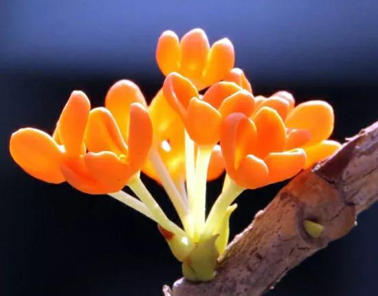 【荣耀中国】七绝·桂花芳香文/钟向严（图4）
