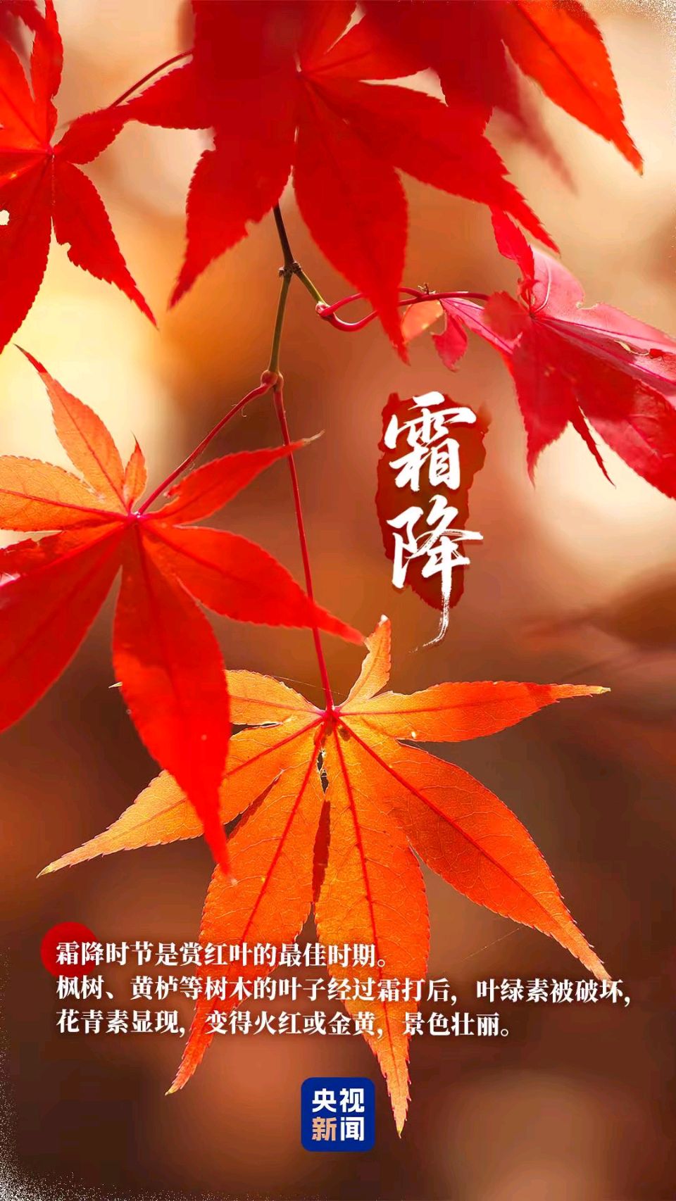 《五律•霜降》作者：郭小林 [中国现代诗歌文化传媒推荐]（图5）