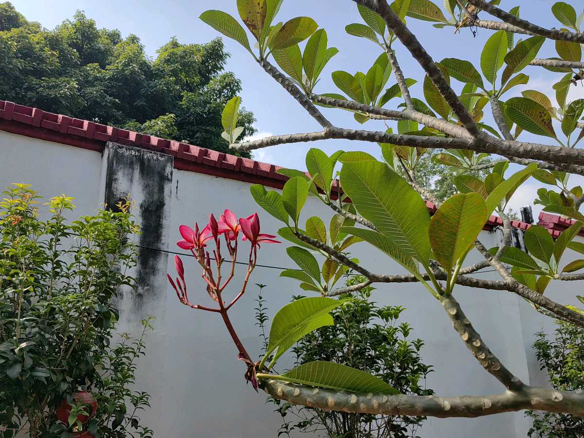浣溪沙 . 红色大季花（外一首）文/江冲（图6）