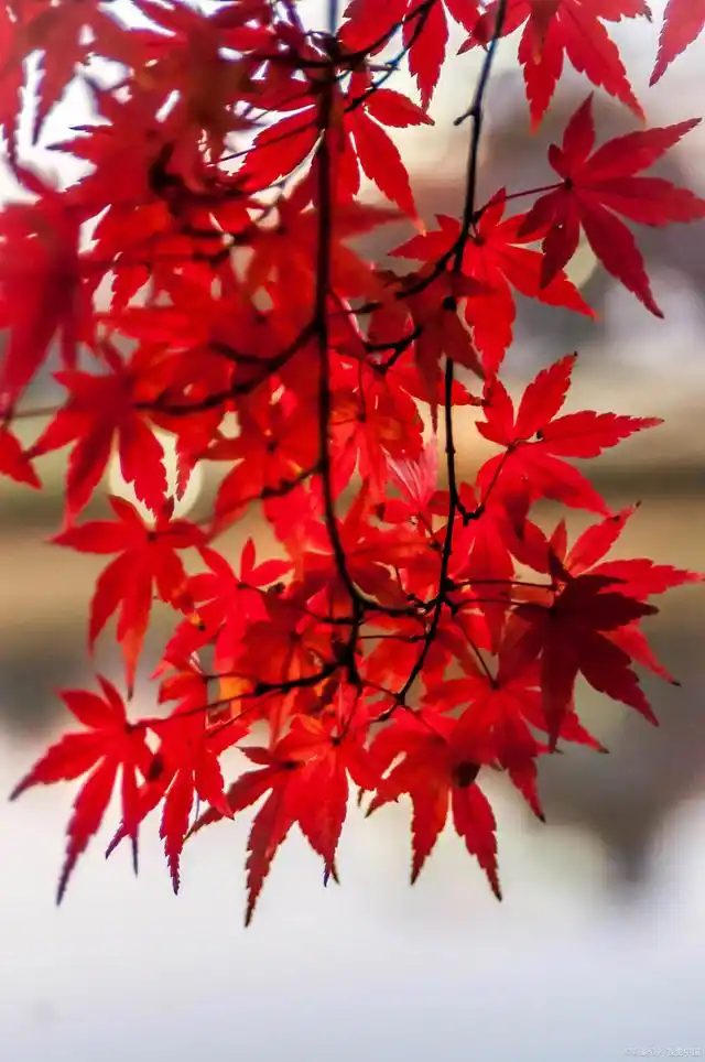 【新山东文学社】《风情万种唱金秋(十四首)》作者/江淮闲客 主播/天空(图6)