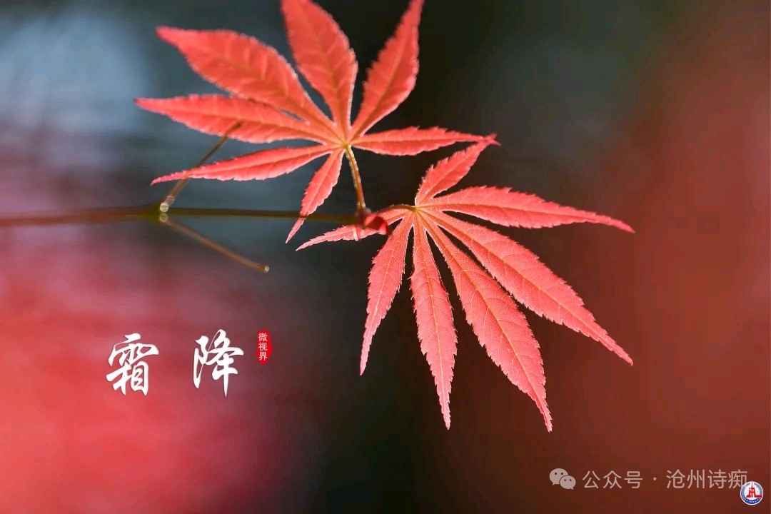 【都市头条向幸福出发编辑部】第14317期 霜降 作者 如月 主播 玥言（图2）
