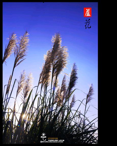 题图：芦花‖巴彦诗协【1035】（图6）