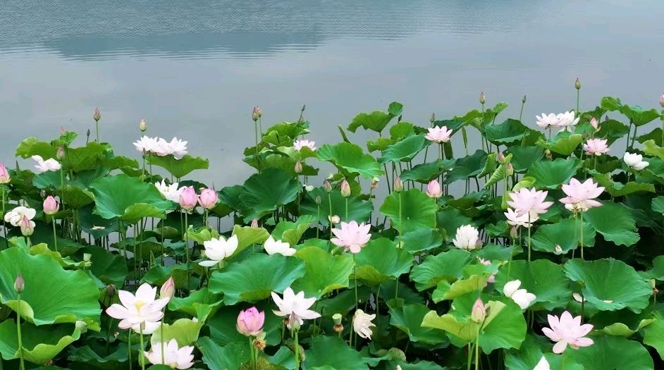 【荣耀中国】暮秋咏怀作者/史良进（图5）