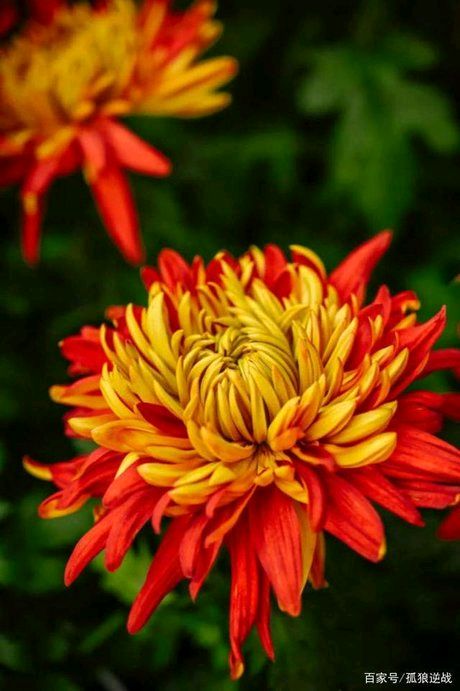 秋，这个季节‖巴彦诗协【1038】（图3）