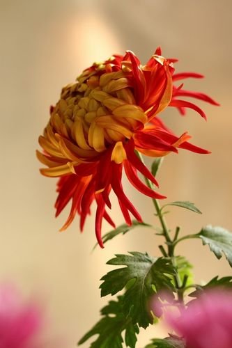 秋，这个季节‖巴彦诗协【1038】（图6）