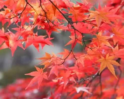 【上海头条】诗生活‖古韵飘香第258期：看图写诗（图11）