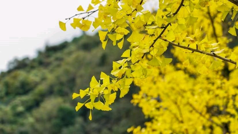 【荣耀中国】七律·暮秋即景作者/李德政（安康）（图5）