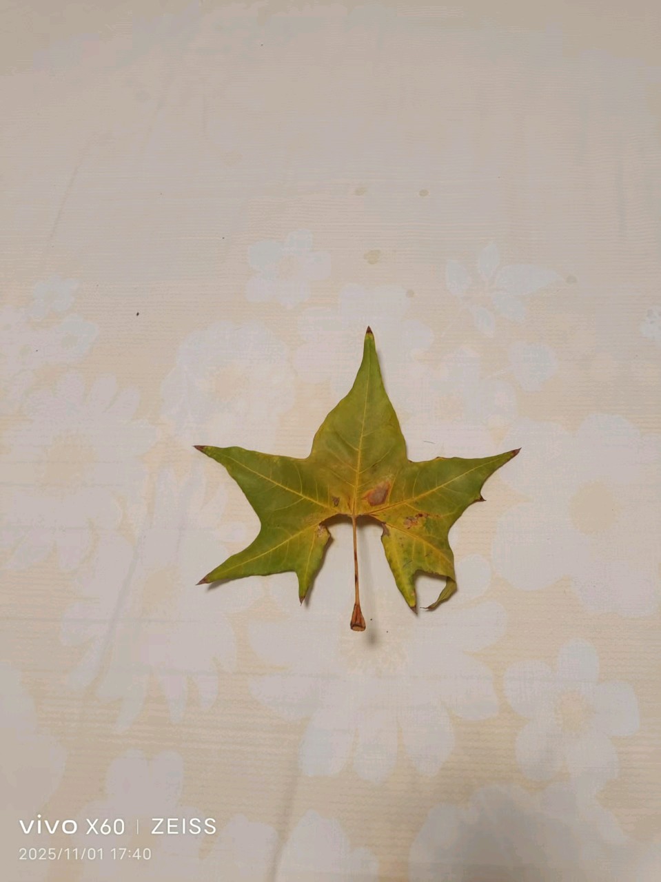 【荣耀中国】落叶情 作者/ 怪夫子（图3）