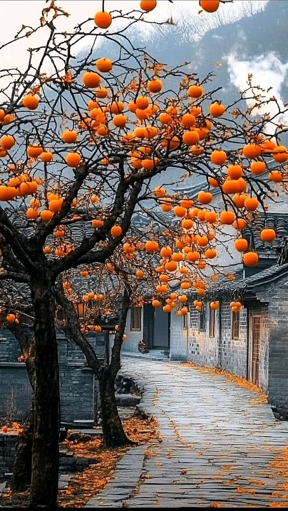 陕西作者母明义《我的柿子情》（图6）