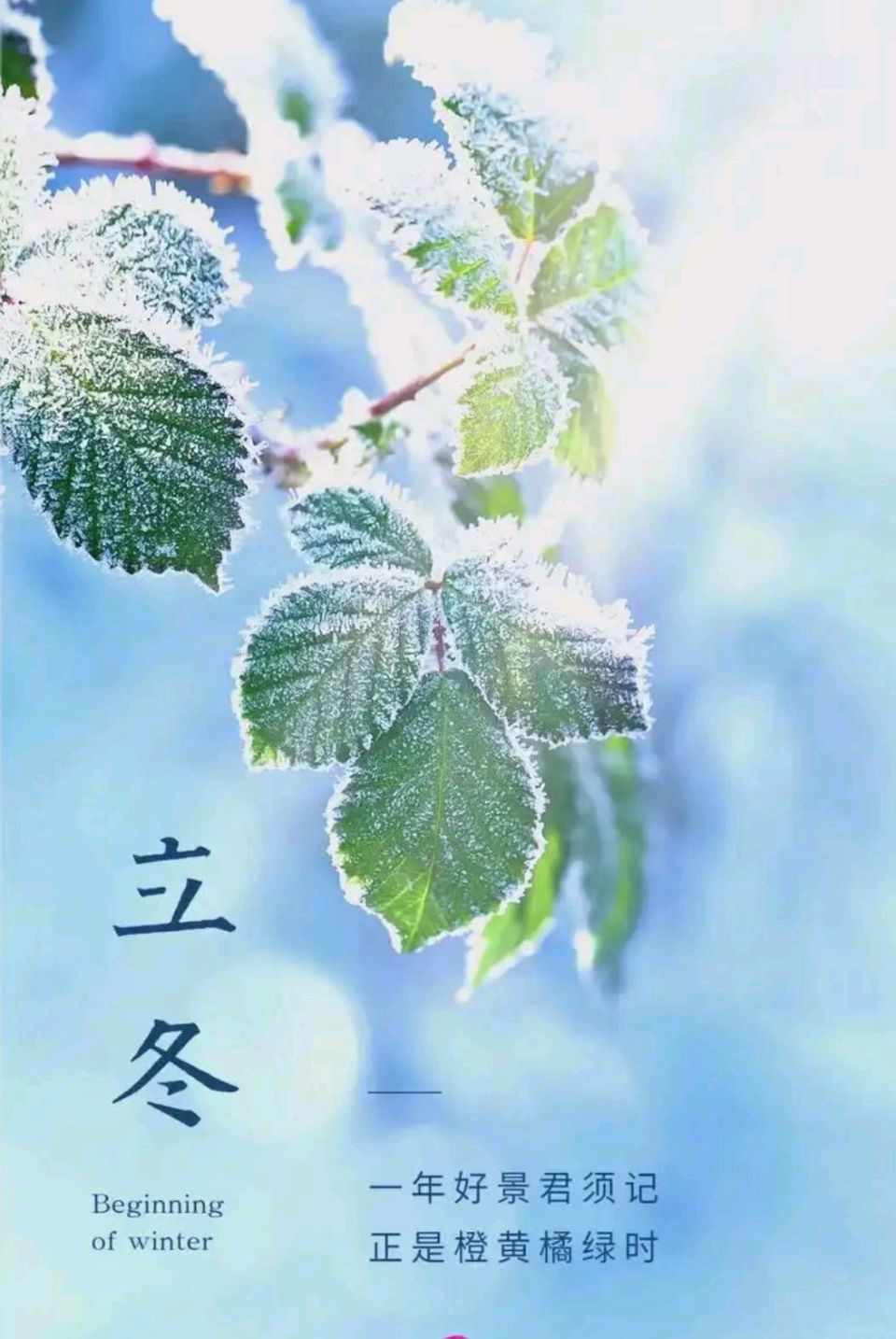 【豆蔻诗社】立冬随吟文/楊聖文（图4）