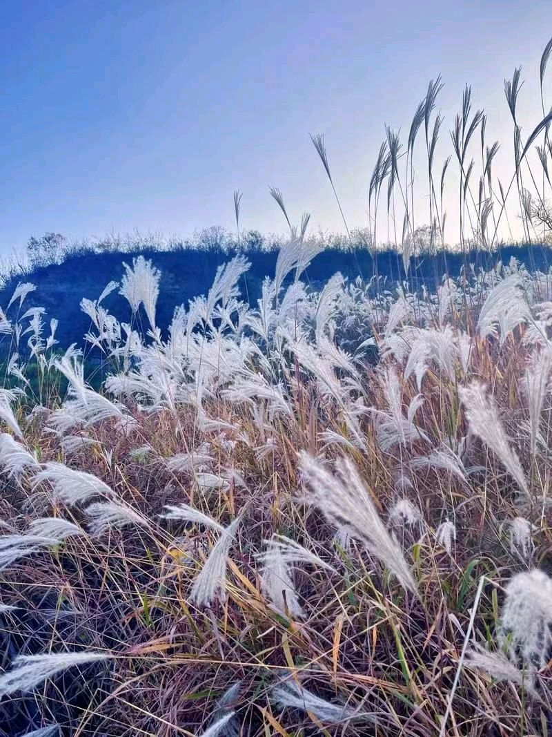 【荣耀中国】芦荻花开 作者/ 怪夫子（图5）